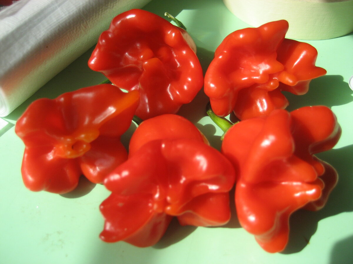 Перец Колокольчик