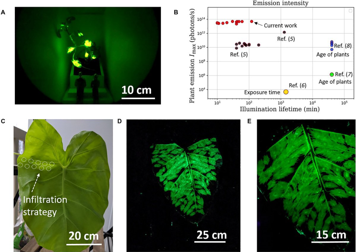 Применение НП в модельных растениях и крупных деревьях. Pavlo Gordiichuk/Massachusetts Institute of Technology