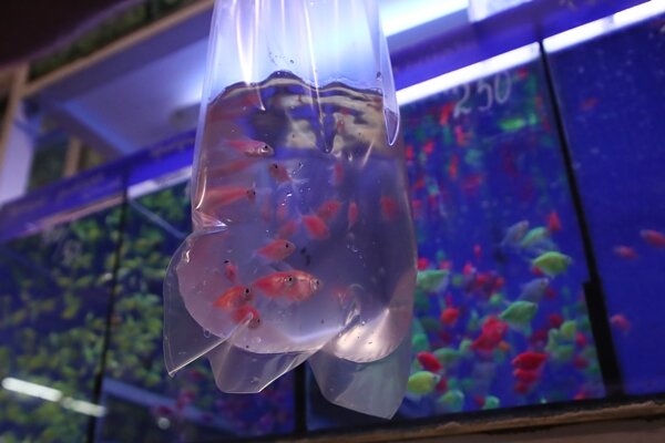 Фото: Антон Новодережкин/ТАСС