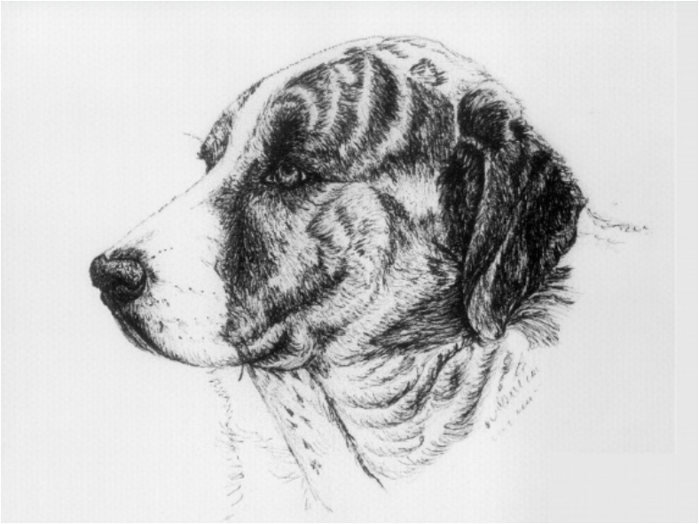 Стандарт породы FCI №96, http://www.fci.be/