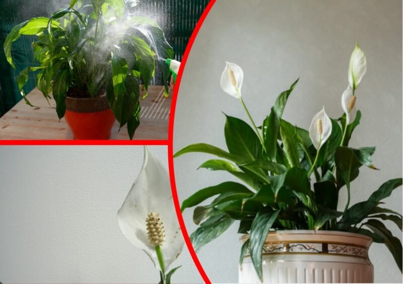 Уход за спатифиллумом