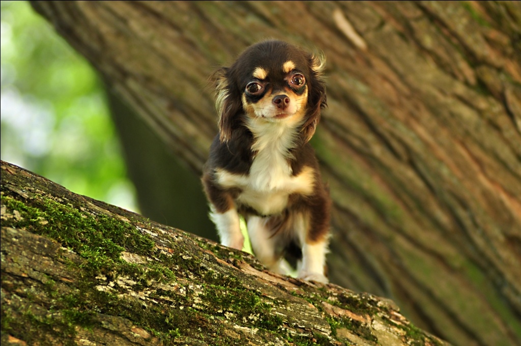 Их предки отлично лазили по деревьям.