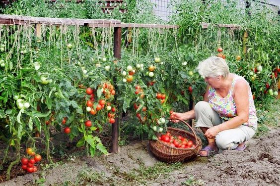 Помидоры в теплицах