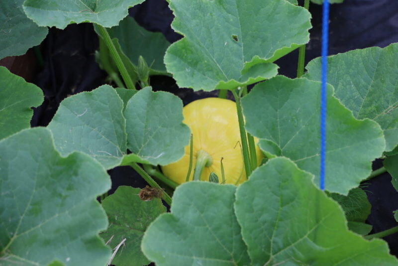 Тыква. Иллюстрация для статьи используется по стандартной лицензии ©ofazende.com