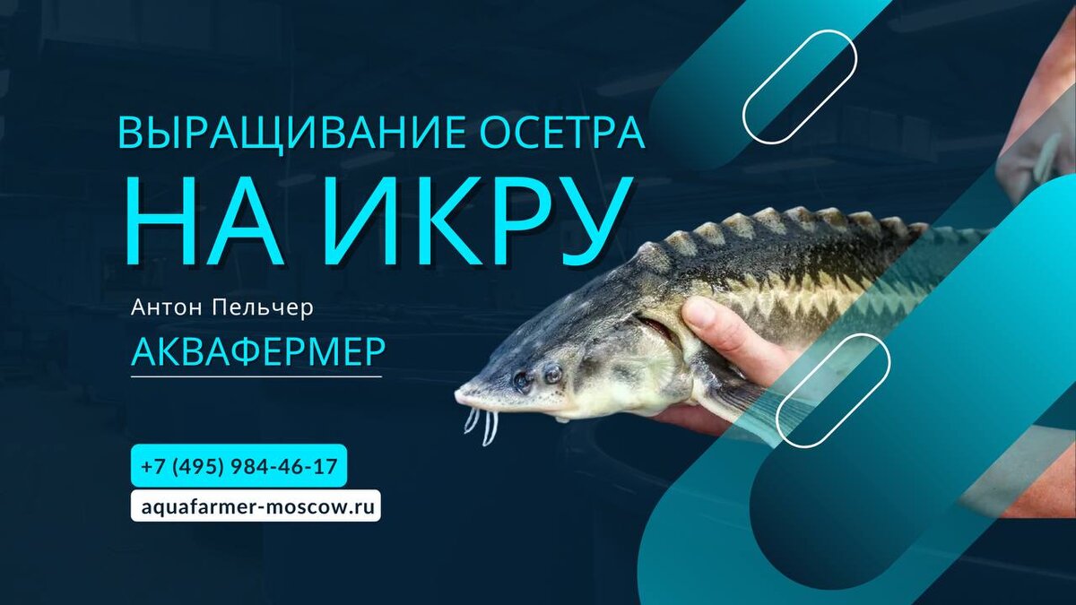 Как выращивать осетра в УЗВ: оборудование, технологии, питание и реализация