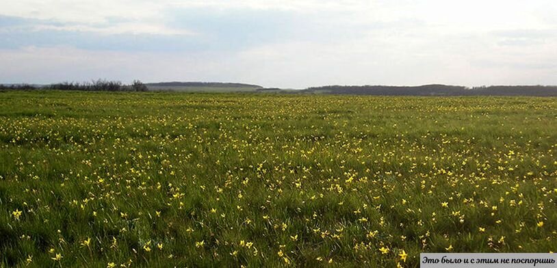 Средневолжская степь. Источник – https://clck.ru/dXBc6  