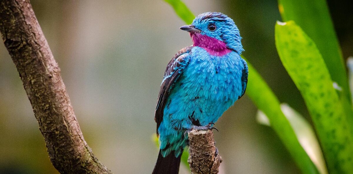 Эта яркая птичка – блестящая настоящая котинга (Cotinga cayana) – обитатель влажных тропических лесов Южной Америки