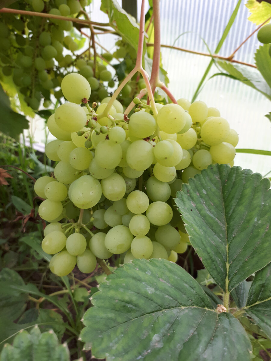 Виноград в теплице в середине июля