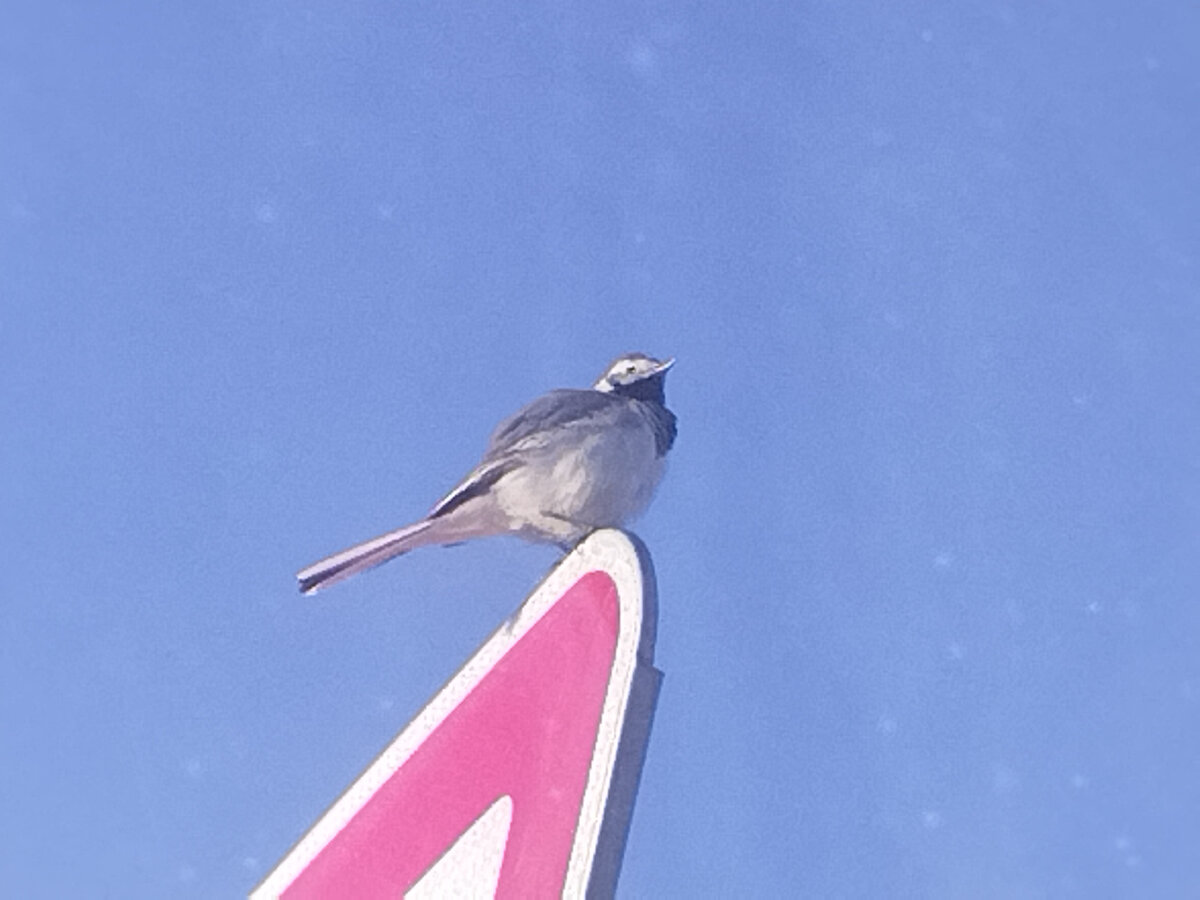 Белая трясогузка.