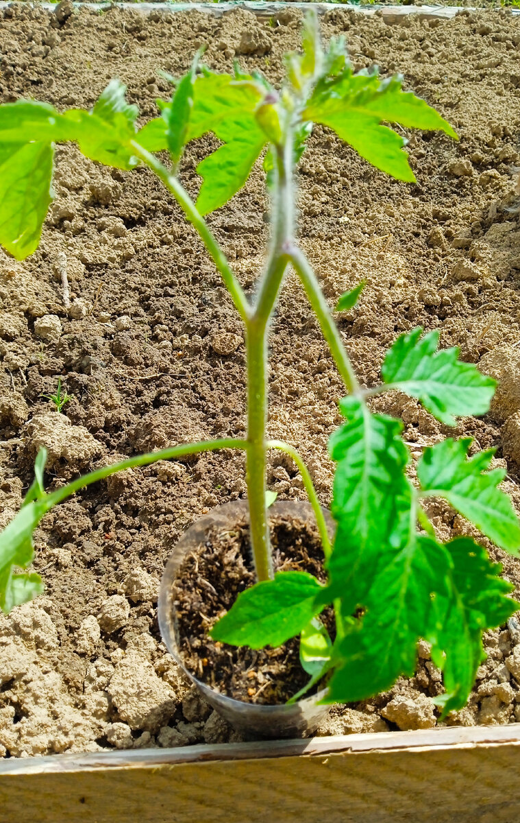 Рабочий выпуск пасты сейчас (фото автора) 