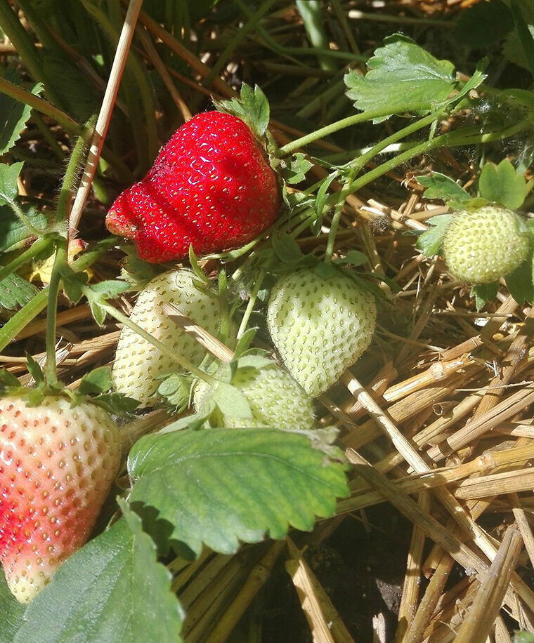 Подкормка клубники. Клубника весной. Урожай клубники. Клубника Морена.