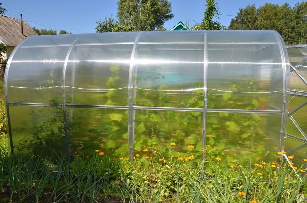 Что угодно выращивать в теплице для бизнеса? 