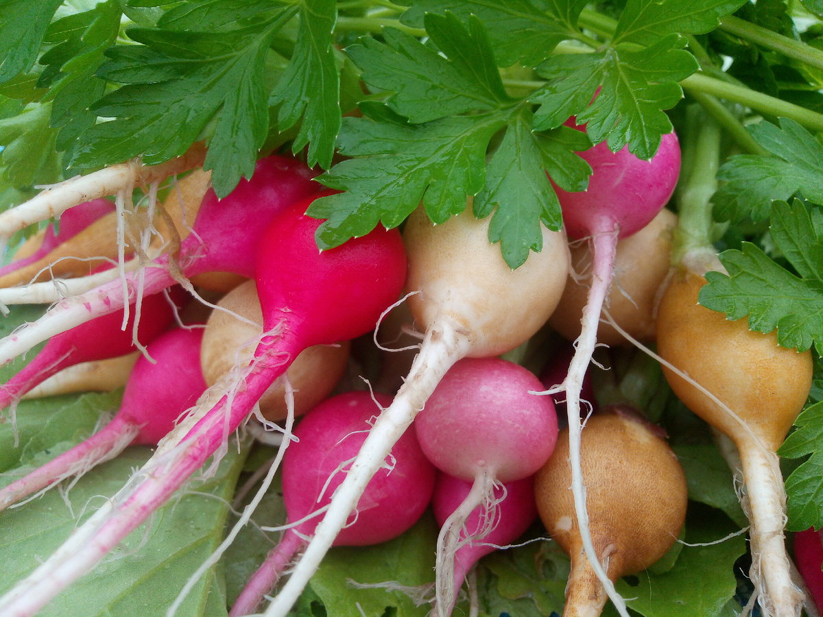 Редиска, выращенная на грядке у себя на даче, ещё вкуснее. 
