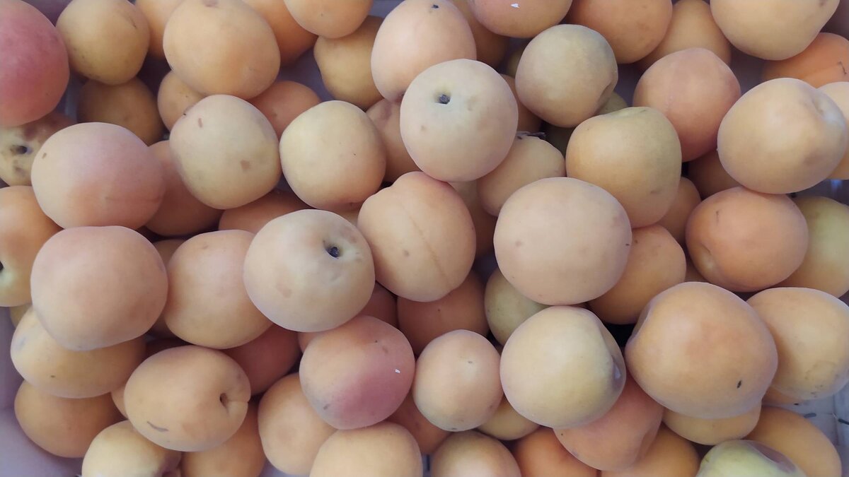 Абрикосы урожая 2022