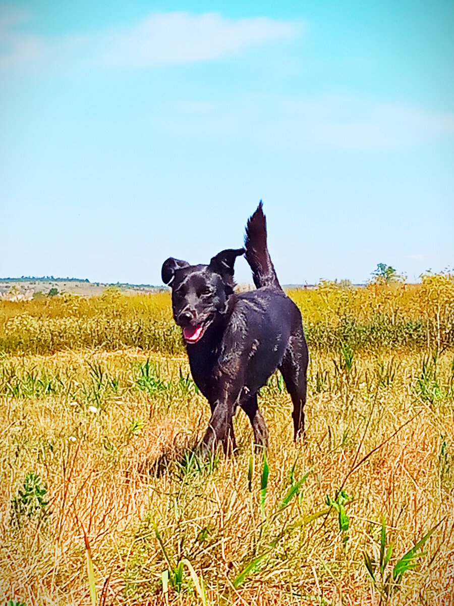 Казалось бы, обычная собака, но ведь сколько в их глазах доверия и ума😉