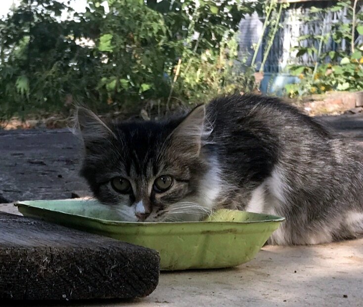 Котенок новичок. Кто-то пришел и ставил малыша. Робко подошел к тарелочке. Хочет кушать. Конечно же, накормим!