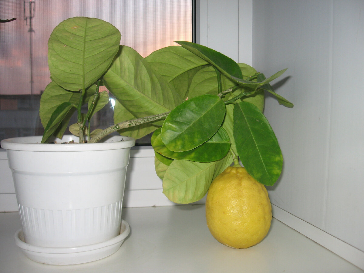 Можно из косточки лимона вырастить лимон