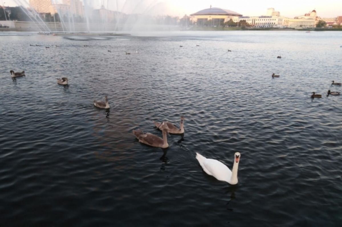    Бесплатные фильмы и концерт: в Казани отметят Всероссийский День кино