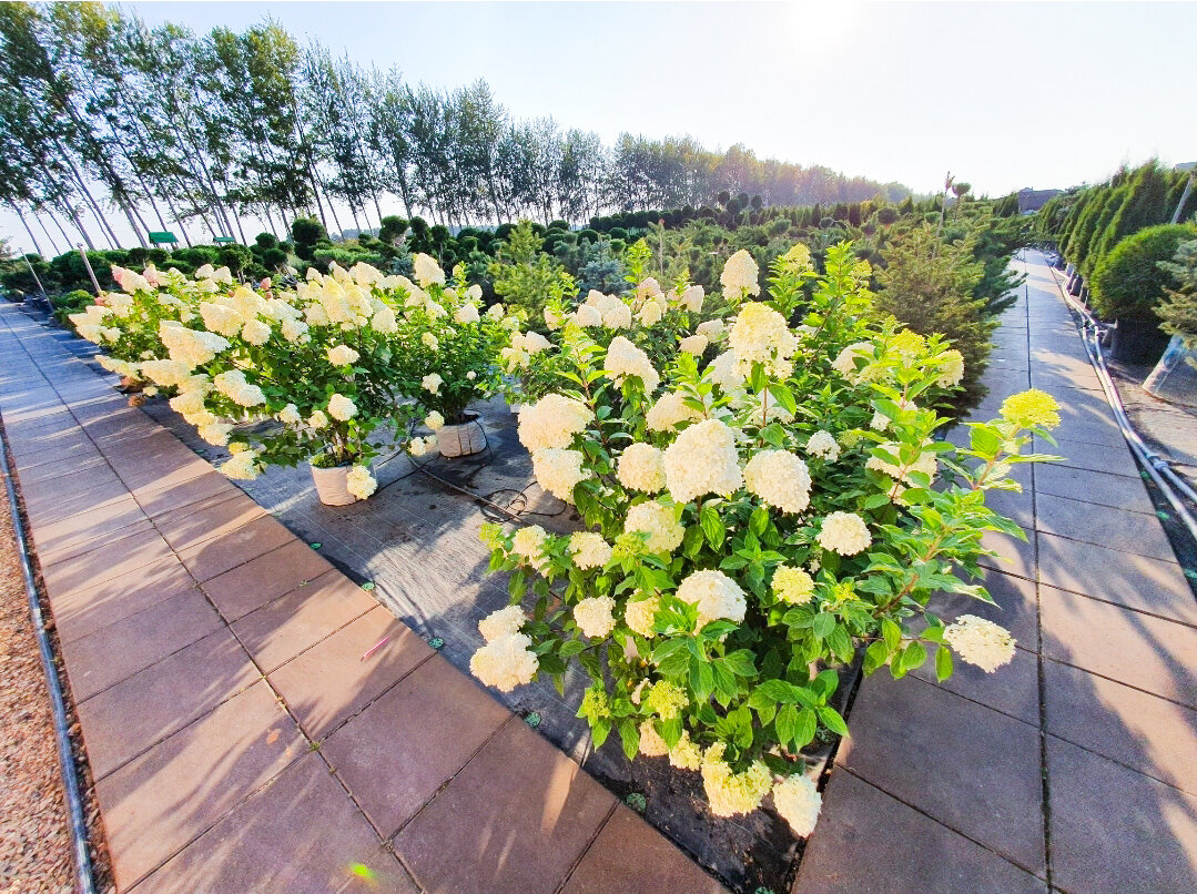 Гортензии вырастают крупными и при правильном уходе цветут огромными шапками 