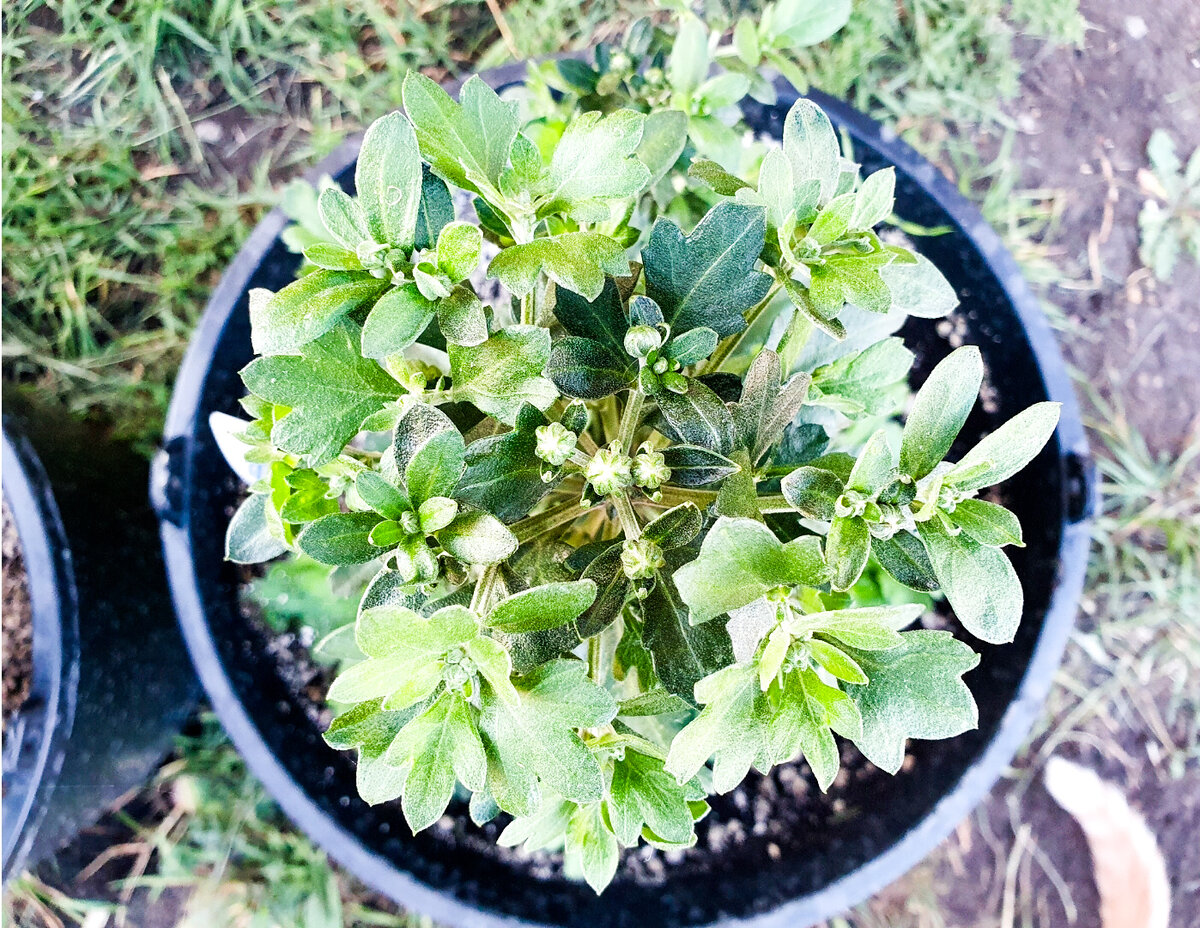 Почти все кусты сверху так и выглядят - красивый аккуратный шарик