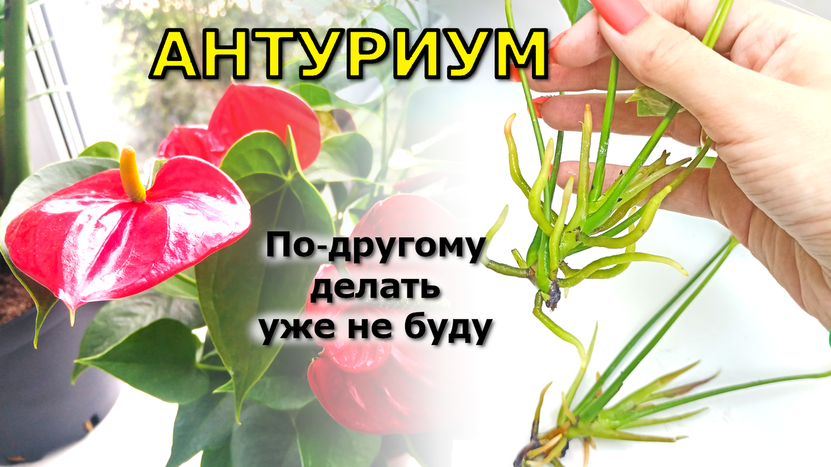 Памятка цветоводу Антуриум
