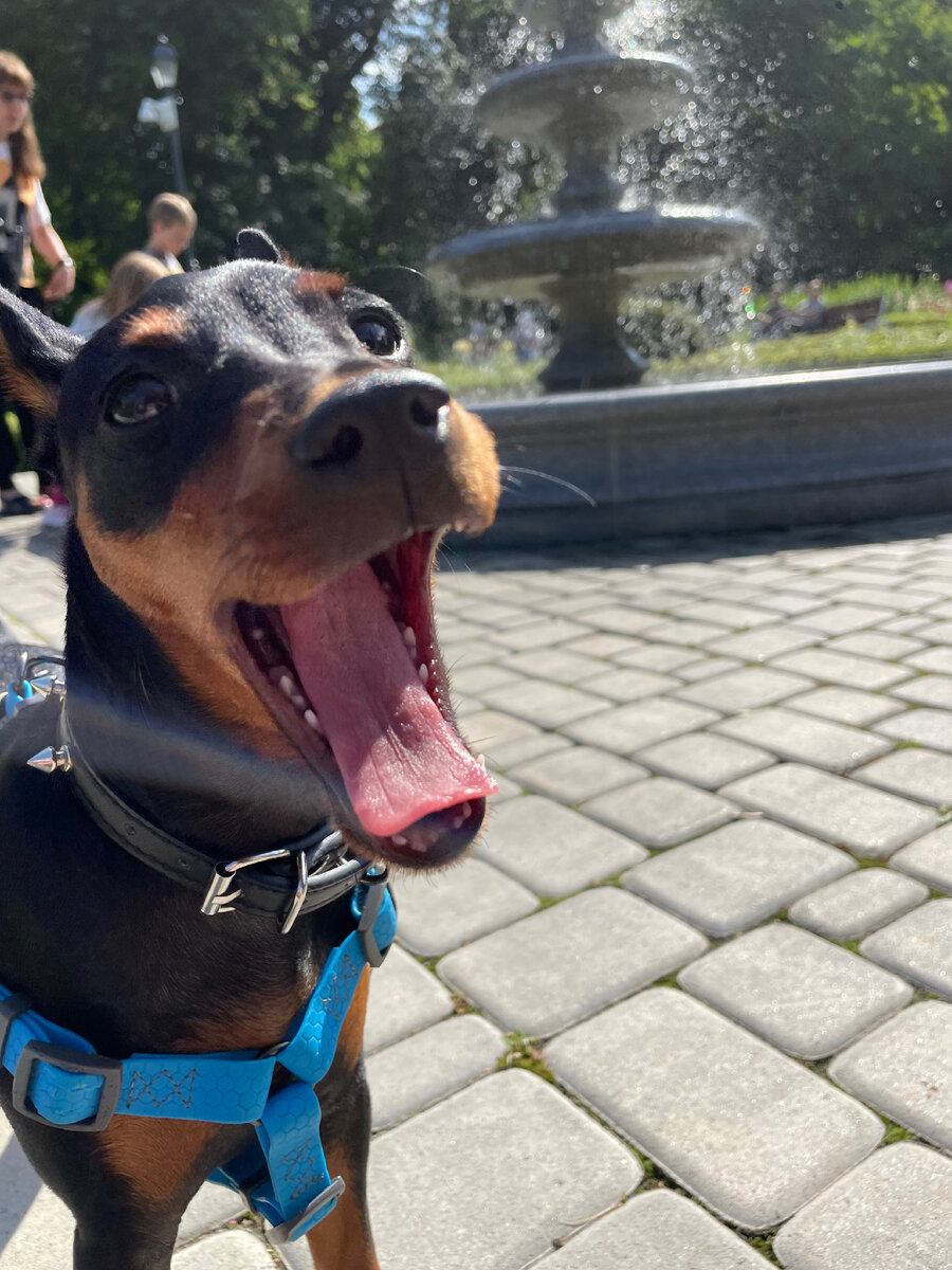 У нас проблем с амуницией не возникало, мы любим и ошейники и шлейки