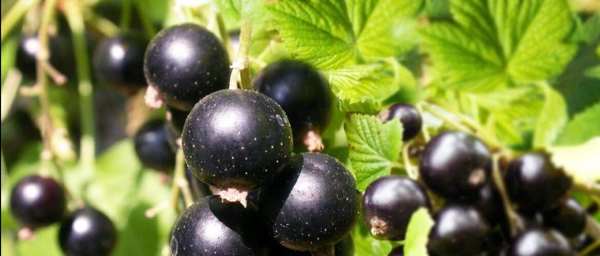 Ягоды чёрной смородины.