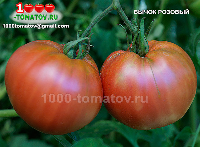 Томат Бычок розовый фото 1