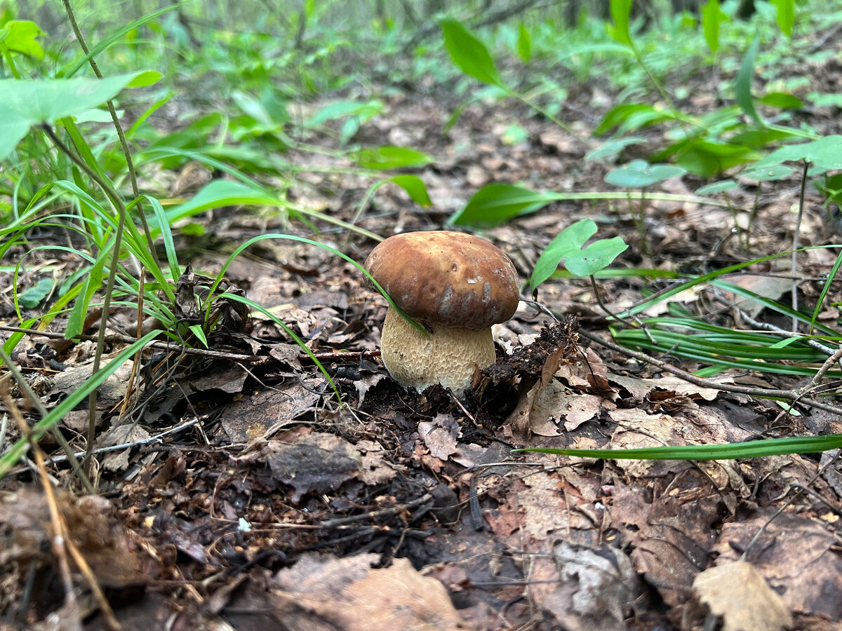 подберезовик гриб. пришедший гриб. коллибия веретеноногая. грибы пришли. пришедший гриб.