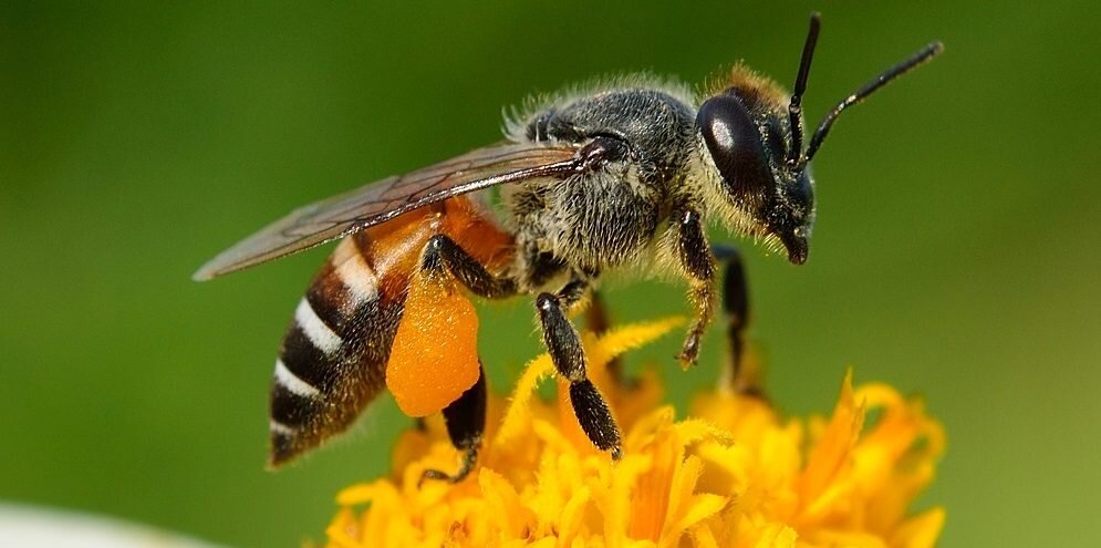 Гигантская пчела, или индийская большая пчела (Apis dorsata), и Мегахиле  плуто (гигантская пчела Уоллеса (Megachile pluto)). | Paleo-end-arthropods  (Доисторическая фауна и членистоногие) | Дзен