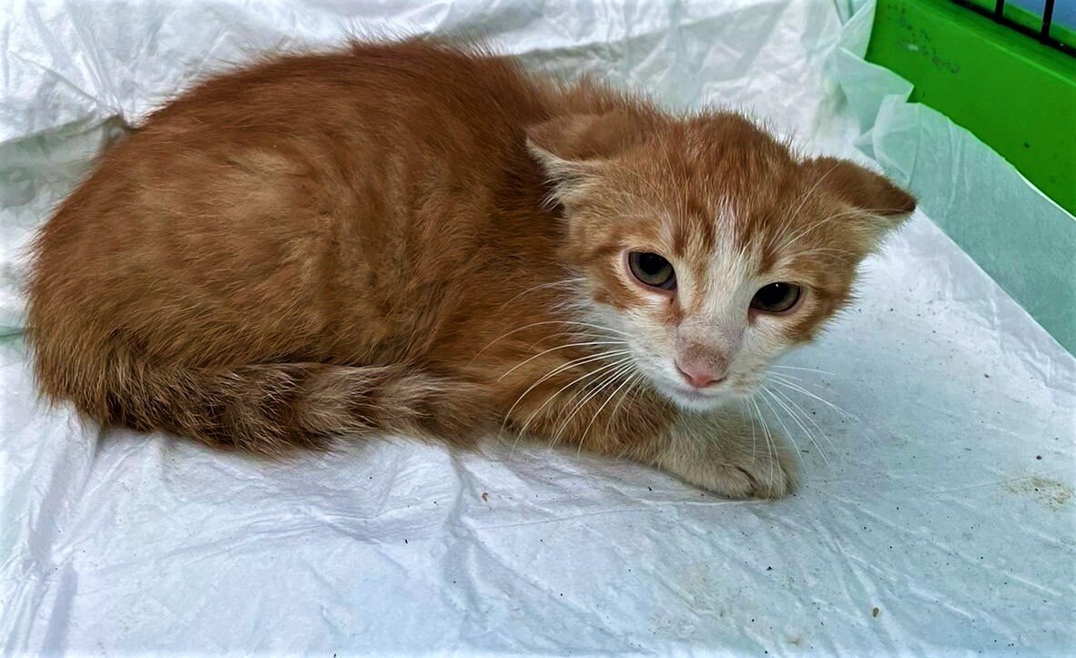 Малыш очень напуган