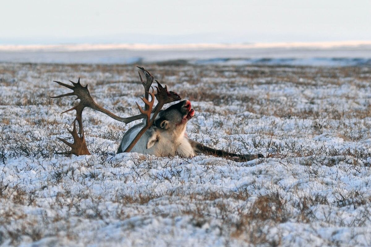 В Красноярском крае начато исследование экологии питания северного оленя