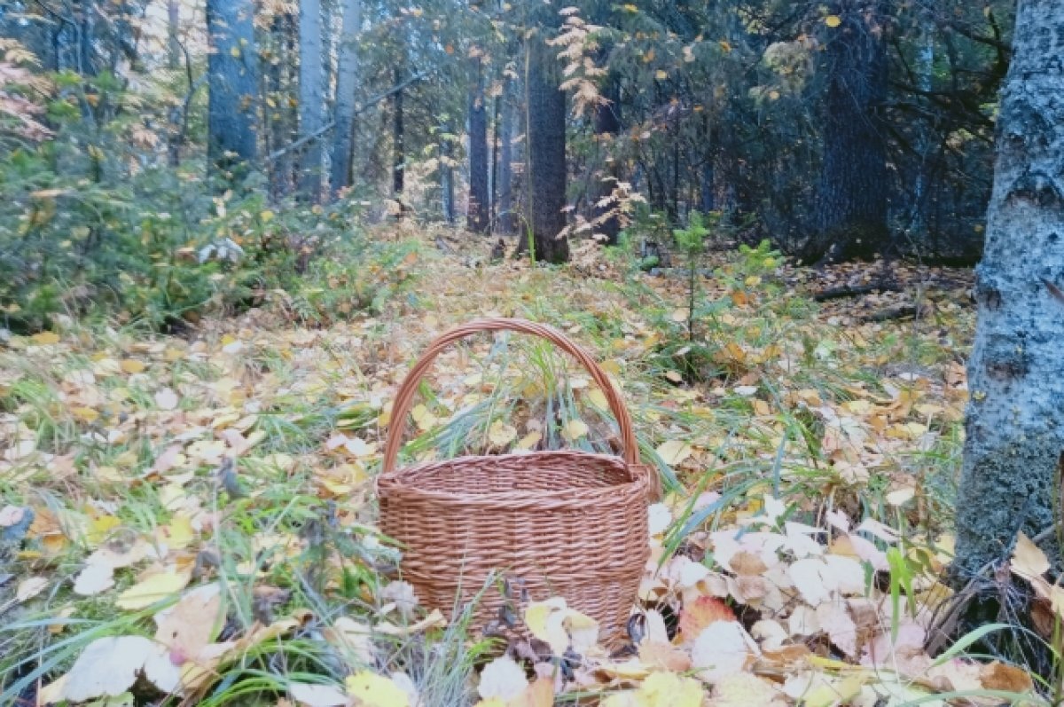    Полицейские нашли заблудившуюся в лесу под Снежинском пенсионерку