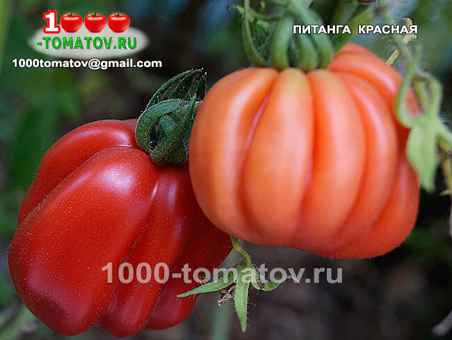Томат   Питанга красная  Pitanga Red фото 2