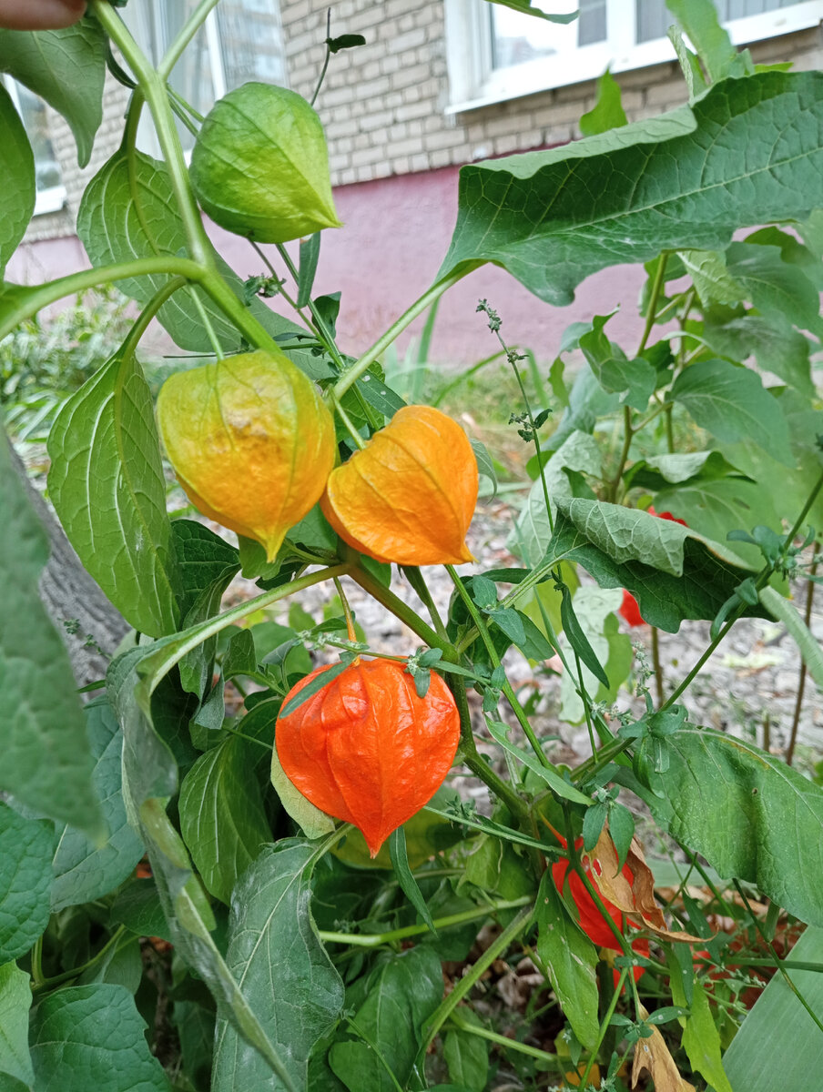 Буду яркая, как этот физалис :)