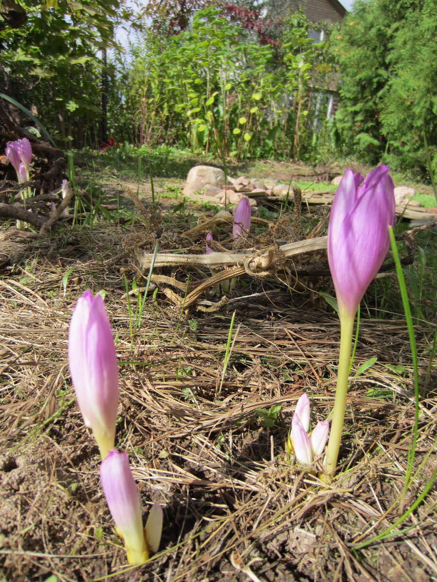 Безвременник. Его можно пересадить осенью