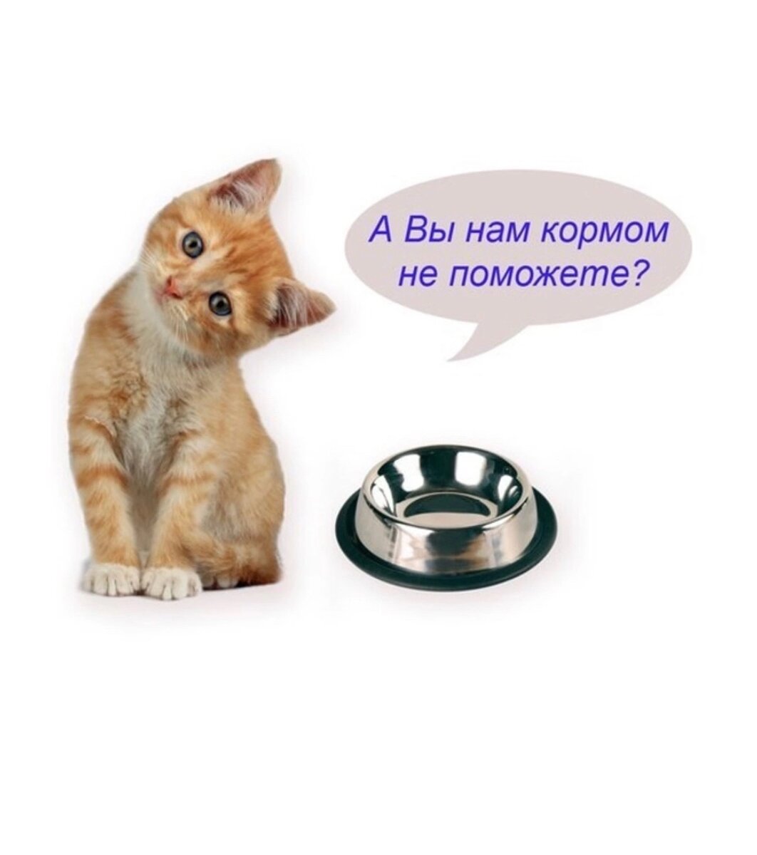 Соберите корм. Собираем корм для животных акция. Собираем корм для животных акция. Нужен корм. Нужен корм для кошек.