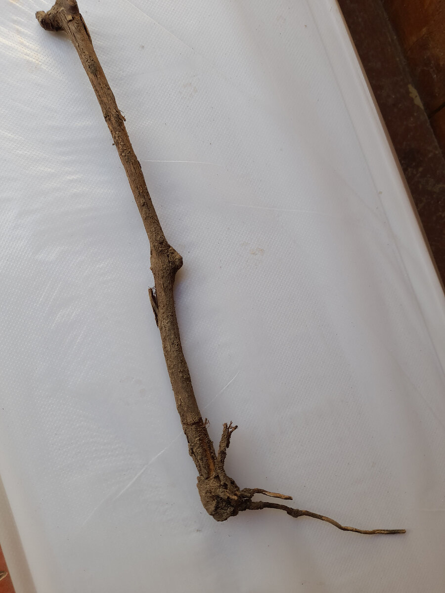 Вот что осталось от моего Карнавала...