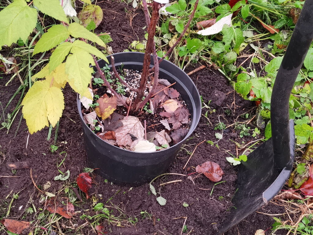 Plantarea zmeurii toamna