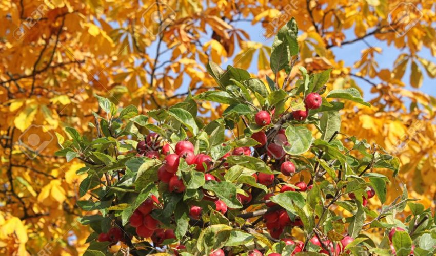 Как подкормить и обиходить яблоню осенью, чтобы летом был богатый урожайяблок