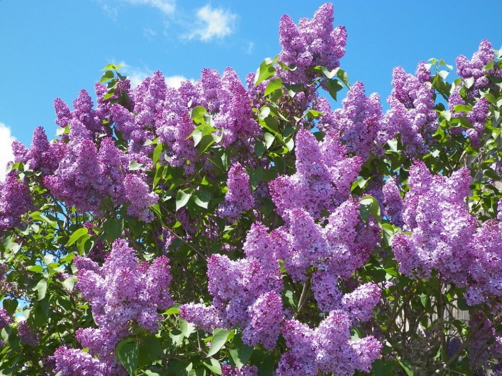 (Из открытого доступа)