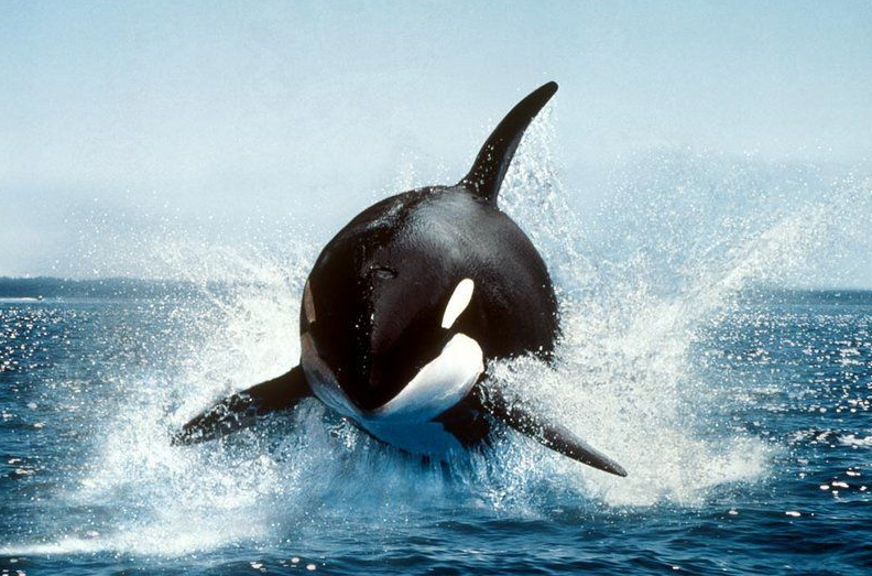 Касатка грозно не только выглядит, но и ведет себя.