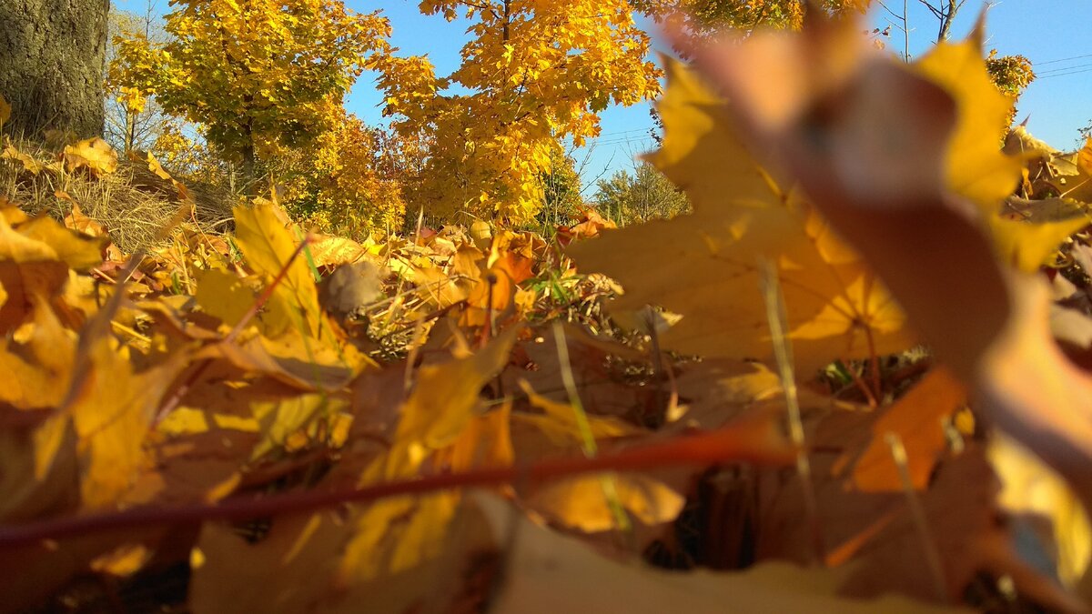 ЧС осень ветра. Autumn Wind DVRST. Фон заставка сказка осенний ветер.