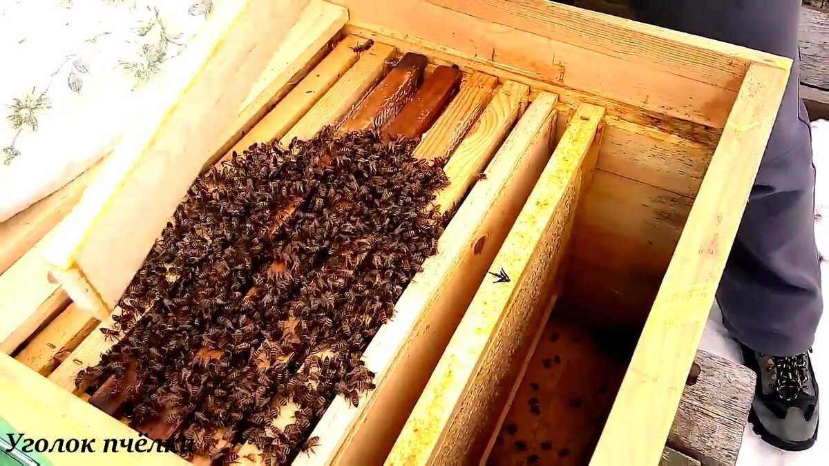 Можно ли кормить пчел зимою?