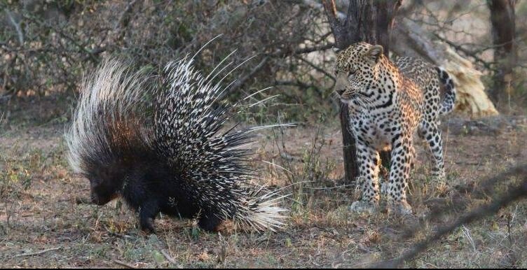 Смотри, не наколись! 