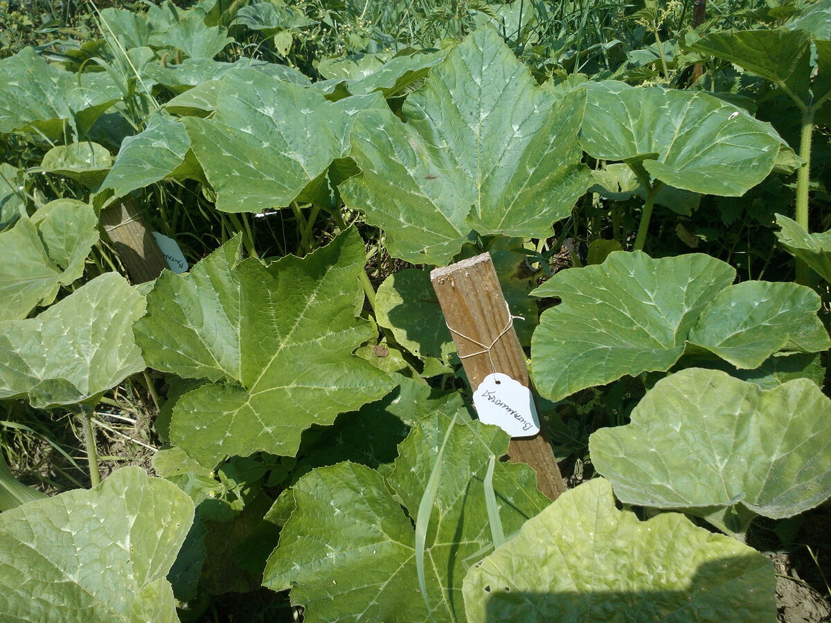 Дощечка в земле и на ней метка с названием сорта тыквы: Витаминная