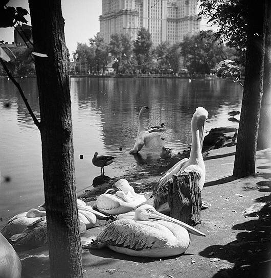 Пеликаны в Московском зоопарке. Фото: А. Бочинин, из архива журнала "Огонёк"