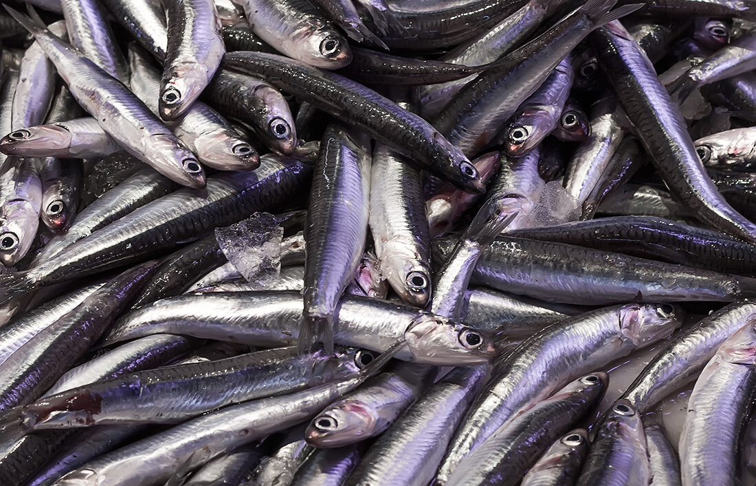 Diferencia entre boqueron y anchoa