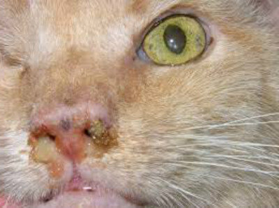 Симптомы стеноза носовых ходов у кошки