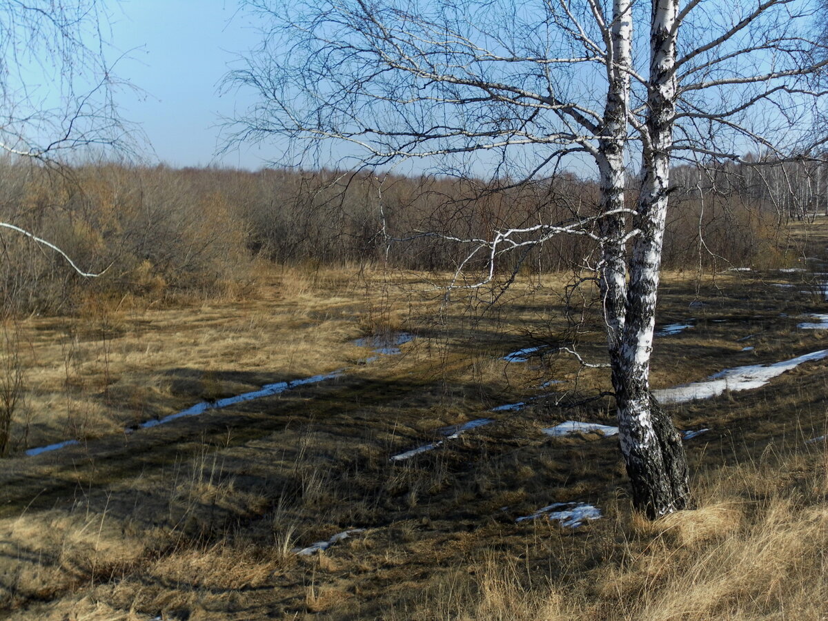 Берёзки. Их здесь будет ещё много. Очень много. Да, это предупреждение 